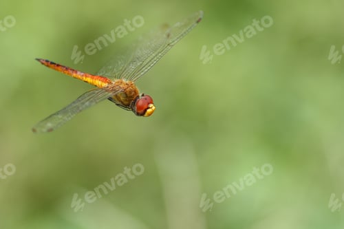 Preview: photo of a dragonfly in flight