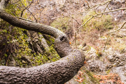 Preview: Autumn nature with rocks and leaves
