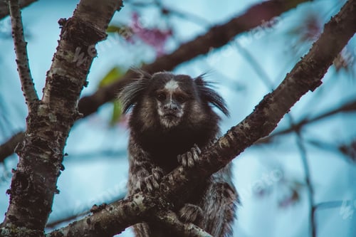 Preview: Monkey in nature