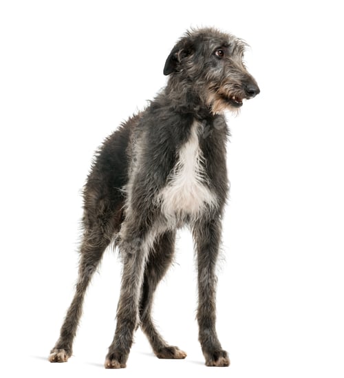Preview: Scottish Deerhound looking right, isolated on white