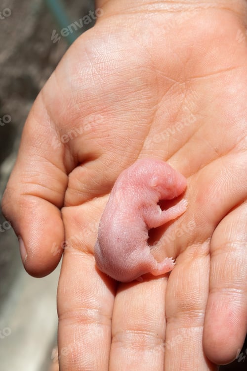 Preview: Girl's hand, holding baby hamsters, rescued from dying in the field