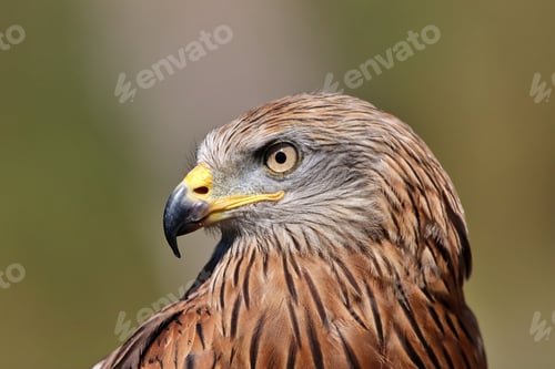Preview: Selective focus shot of a brown red kite bird face with a yellow beak