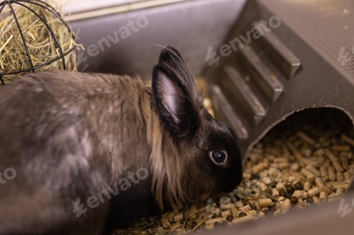 Preview: Funny bunny rabbit eating hay food close up - pet and domestic animal concept