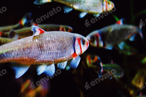 Preview: Fish