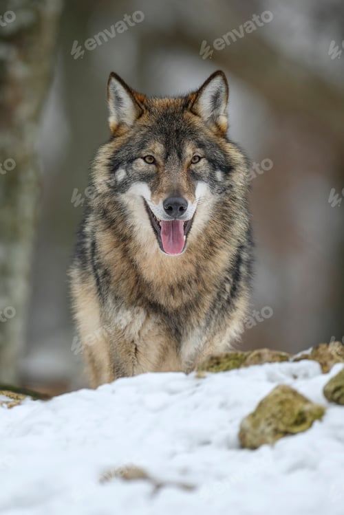 Preview: Gray wolf in the winter forest. Wolf in the nature habitat