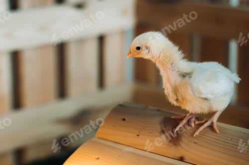 Preview: A small chicken stands on the roof of its house and basks in the sun