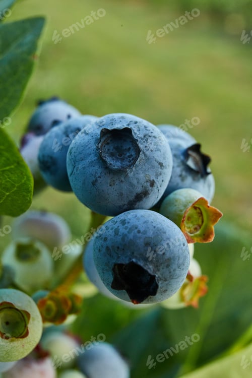 Preview: Blueberry bush on sunset, organic ripe with succulent berries, just ready to pick
