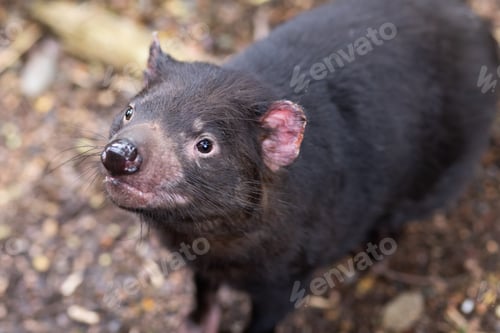 Preview: Tasmanian Devil in Tasmania Australia
