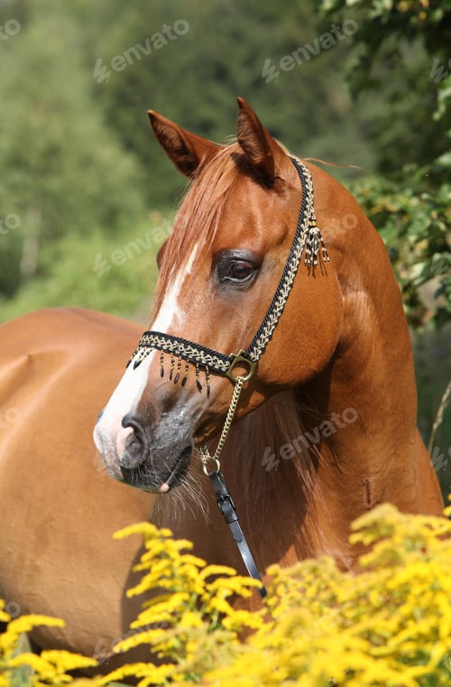 Preview: arabian, horse, mare, stallion, riding