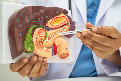 Preview: Liver with gallbladder, pancreas spleen and duodenum