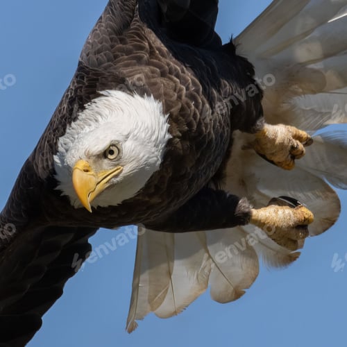 Preview: Closeup shot of a bald eagle (Haliaeetus leucocephalus)