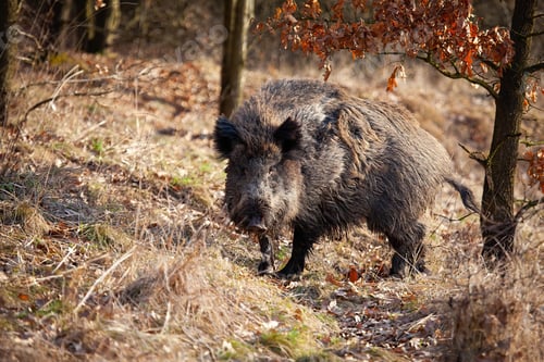 Preview: Dangerous wild boar turning around and looking into camera in autumn nature