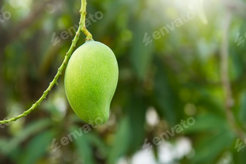 Preview: Closeup of green mango hanging,mango field,mango farm.