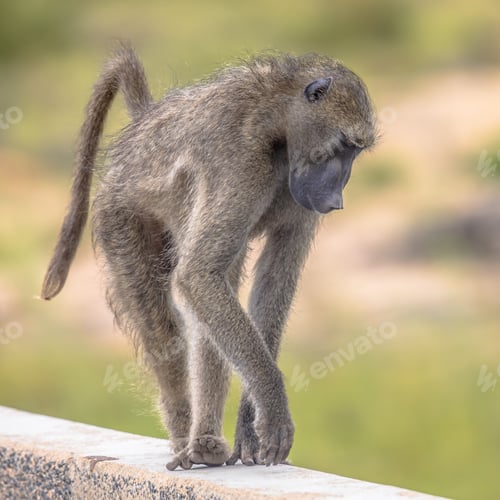 Preview: Chacma baboon walking on bridge
