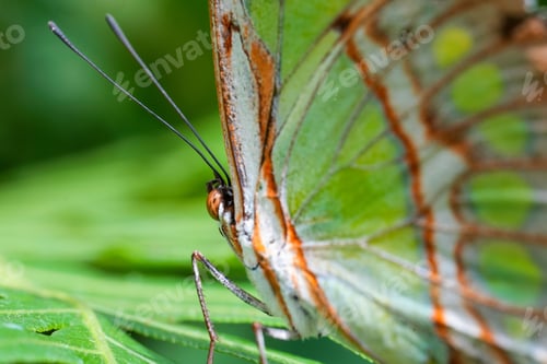 Preview: Macro shot of a beautiful bright patterned butterfly on a plant