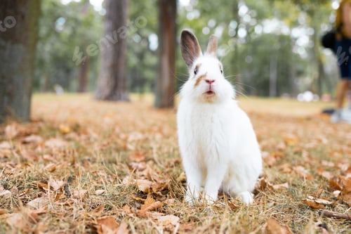 Preview: Autumn landscape. White little rabbit on an autumn meadow in the forest