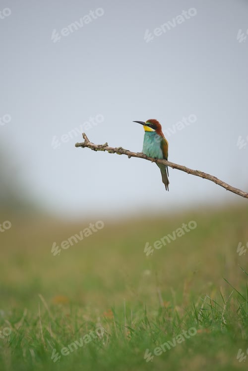 Preview: European Bee-Eater - Merops Apiaster on a branch , exotic colorful migratory bird