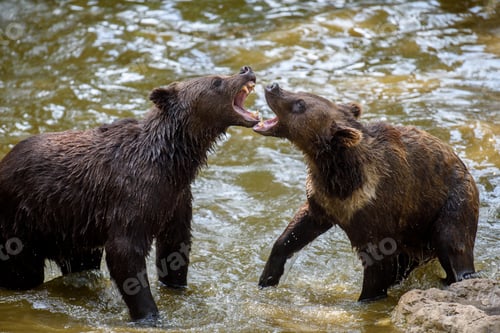 Preview: Two Wild Brown Bear (Ursus Arctos) in the forest pond. Animal in natural habitat