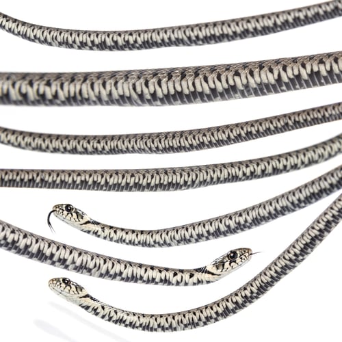 Preview: Grass snake, Natrix natrix, Isolated on white