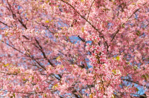 Aperçu: Beautiful Pink Sakura on blue sky
