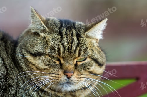 Preview: Portrait of a fat striped cat with green eyes