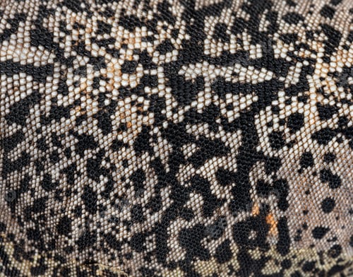 Preview: Scales details of a Sauromalus ater - common chuckwalla, macro p