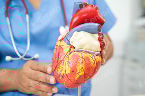 Preview: Cardiovascular disease CVD, Asian doctor holding human anatomy model for learn and treat heart