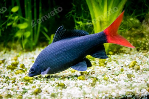 Preview: Red-tailed black shark (Epalzeorhynchos bicolor; Labeo bicolor)