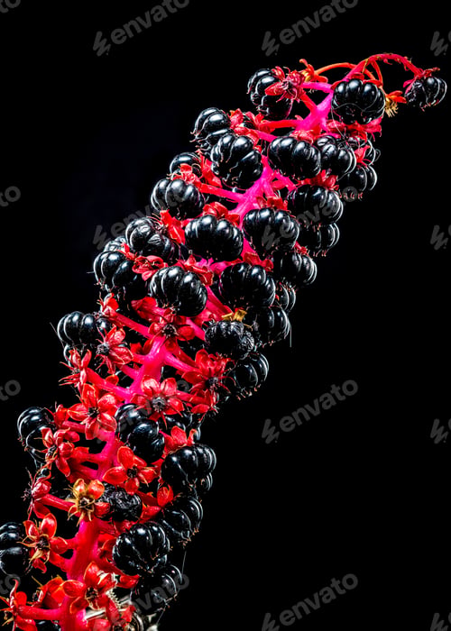 Preview: Blooming black pokeweed on a black background