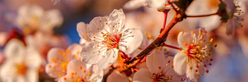 Preview: Close up of pink spring tree blossom. Web banner.