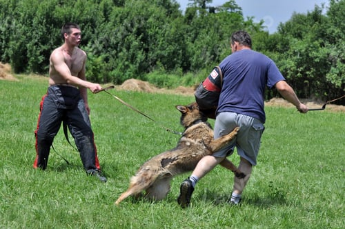 Preview: Dog Training German Shepherd