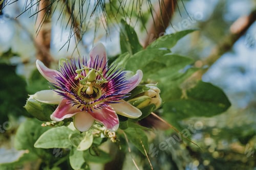 Preview: Passiflora plant with flowers Premium Photo