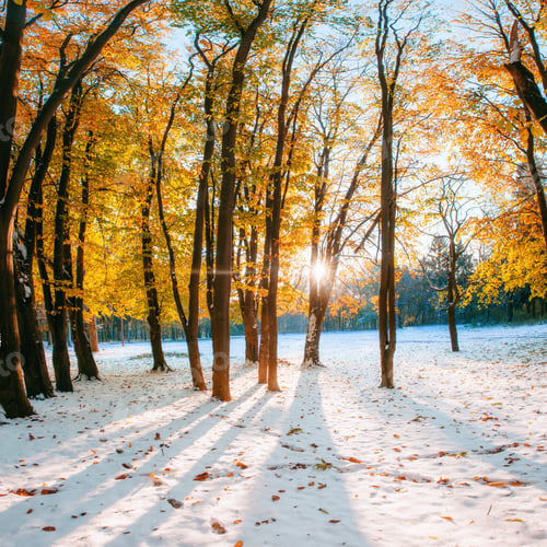 Preview: October mountain beech forest with first winter