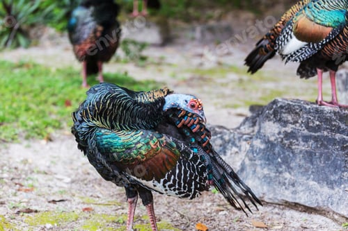 Preview: Turkey in Guatemala