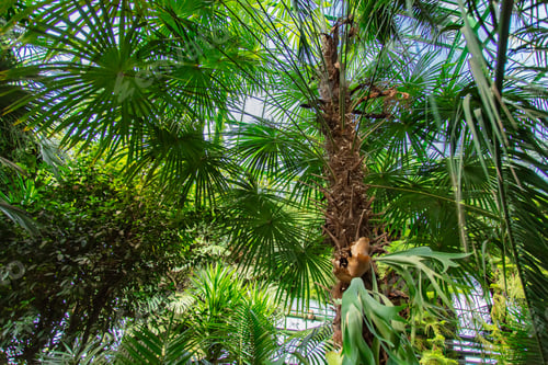 Preview: view on plants in the palm greenhouse