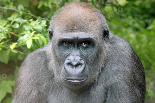 Preview: Western Lowland Gorilla on green tree background