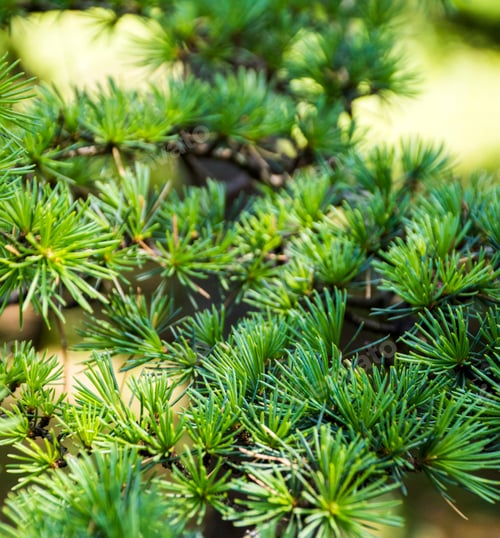 Preview: evergreen tree branch background