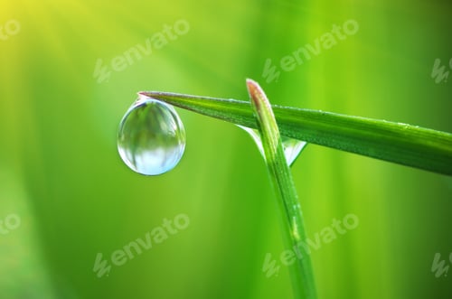 Preview: Macro of dew