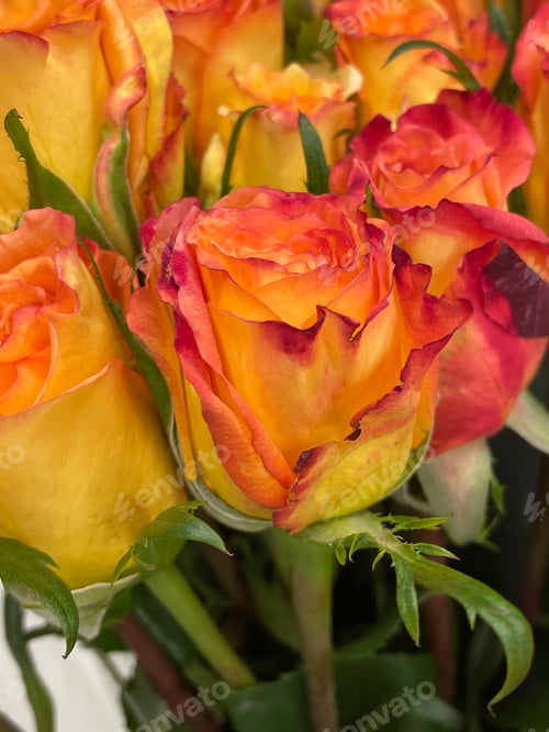 Preview: Roses