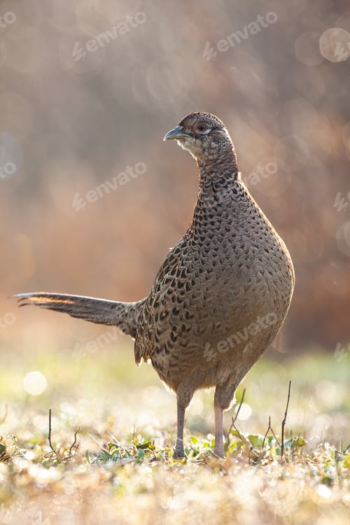 Preview: Curious common pheasant hen standing backlit by morning sun in springtime