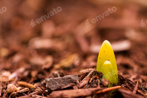 Preview: Daffodil