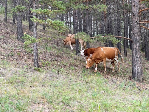 Preview: Cows walking between trees uphill in the forest