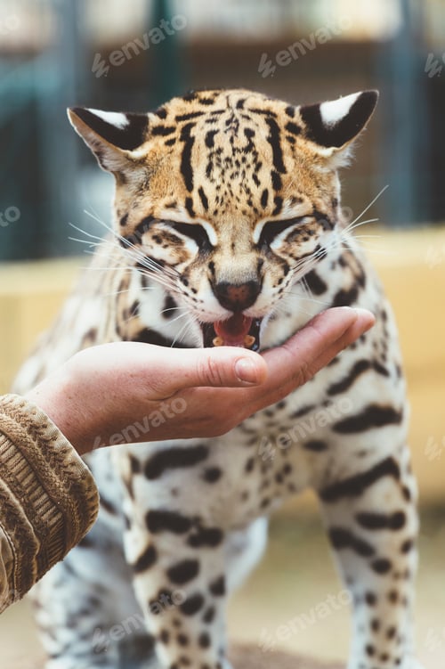 Vista previa: Hand stroking leopard in the zoo
