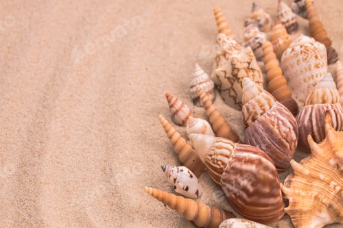 Preview: beautiful beige seashells on the sand, background for travel advertising, lettering, text, banner