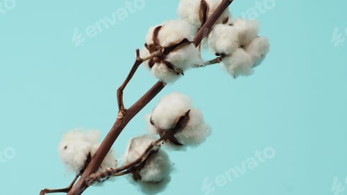 Preview: Cotton branch. Real delicate soft and gentle natural white cotton balls flower