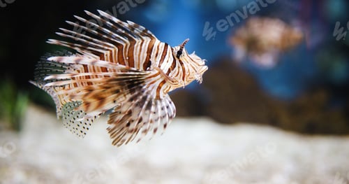 Preview: Portrait of beautiful venomous lion fish in aquarium