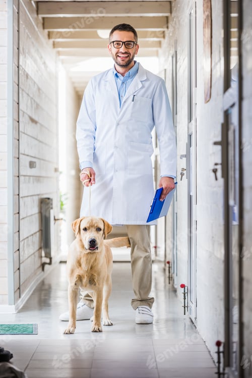 Preview: smiling veterinarian standing with labrador dog in corridor of veterinary clinic