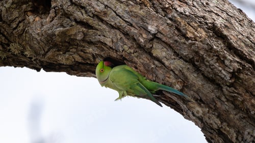 Preview: Rose-ringed parakeet male hangs down the edge on a cavity in the tree trunk.