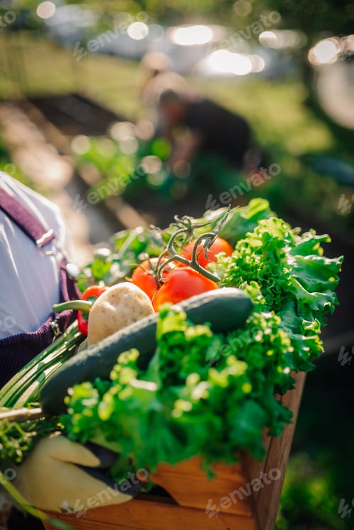 Preview: Farmer carrying freshly picked vegetables in wooden crate