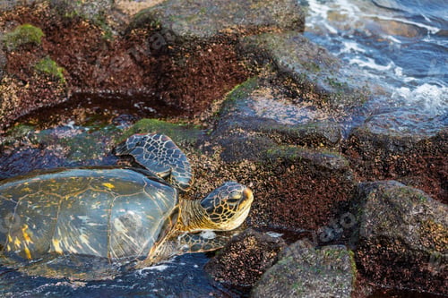 Preview: Turtle